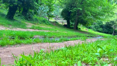 Forest Path and Small Stream Surrounded by Green Trees and Lush Vegetation Stock Footage 310210192