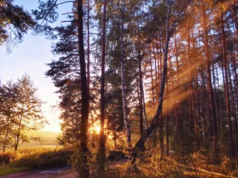 Forest path and sun rays Stock Photos
