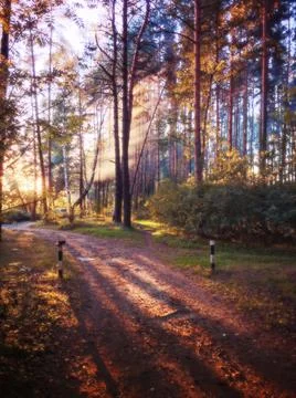 Forest path and sun rays Stock Photos