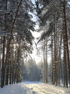 Forest path and sun rays create environmental concept for travel. Stock Photos