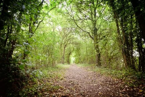 Forest Path and Thick Trees Stock Photos