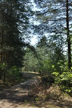 The forest path and trees are illuminated by the sun. Stock Photos