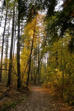 Forest Path Autumn Birch Tree Lined Foto stock
