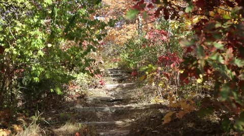 Forest path in autumn colors Stock Footage 12211064