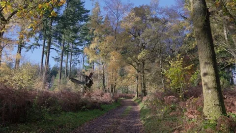 Forest path in autumn colours, Britain, UK Stock Footage 321025515