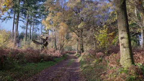 Forest path in autumn colours, Britain, UK Video stock 321025580