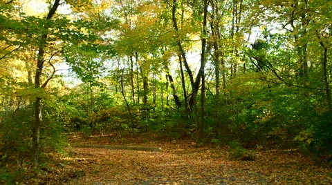 Forest Path in Autumn Stock Footage 43220246