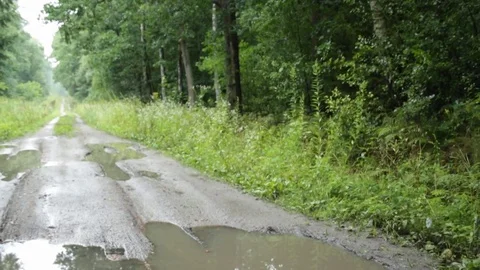 Forest path in autumn Video stock 79769878