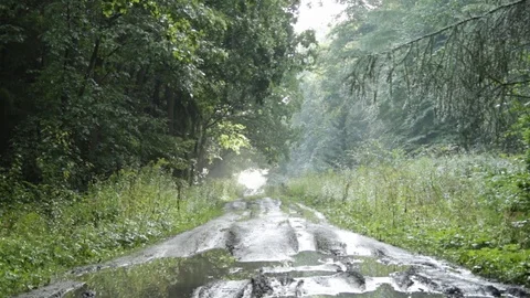 Forest path in autumn 库存影片 79770624