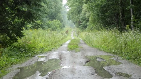 Forest path in autumn 库存影片 79770625