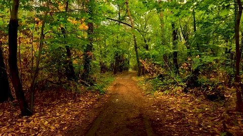 Forest path in autumn Stock Footage 219589683