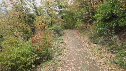 Forest path autumn Video stock 239277572
