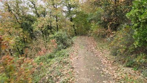 Forest path autumn Video stock 239277774