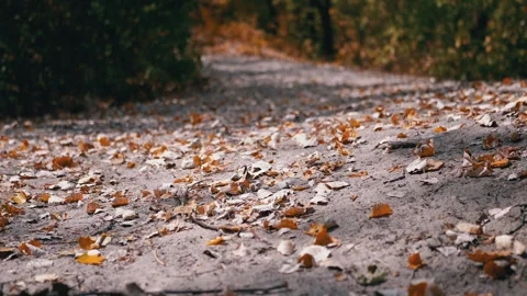 Forest Path in Autumn Stock Footage 293276244