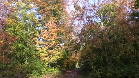 Forest path in autumn leaf colours Video stock 142076274