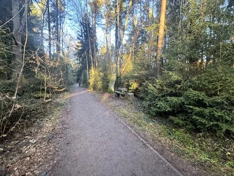 Forest path in autumn light with trees and calm natural scenery Foto stock