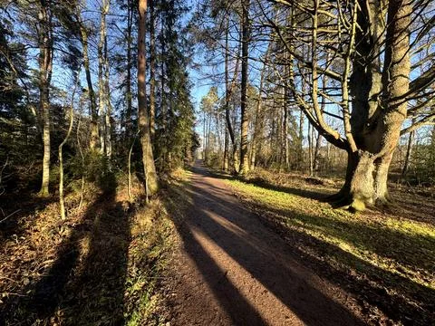 Forest path in autumn light with trees and calm natural scenery Foto stock