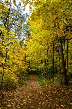 Forest path in autumn park covered with falling leaves. Beautiful woodland .. Stock Photos