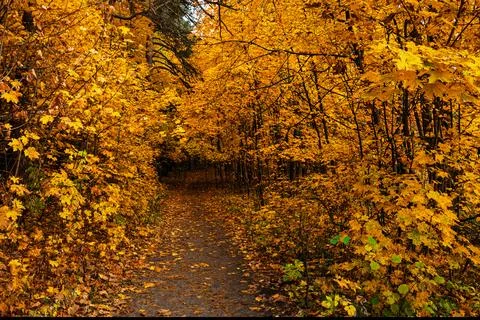 Forest path in autumn park covered with falling leaves. Beautiful woodland .. Stock Photos