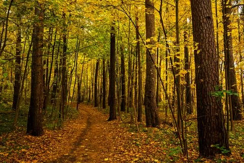 Forest path in autumn park covered with falling leaves. Beautiful woodland .. Stock Photos