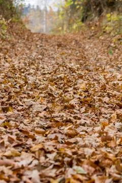 Forest path in autumn Stock Photos