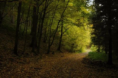 Forest path to autumn Stock Photos
