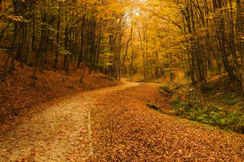 Forest path in autumn Stock Photos
