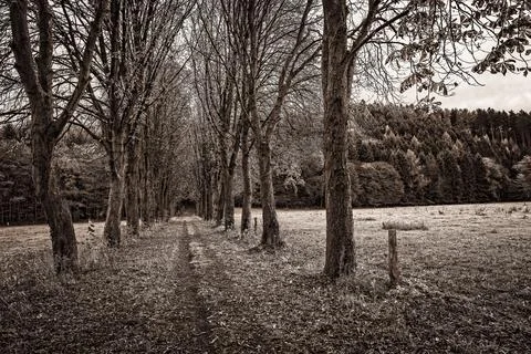 A forest path in autumn. Stock Photos