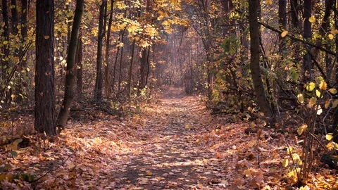 Forest path in the autumn pine forest Stock Footage 118587185