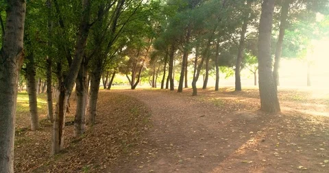 Forest path in autumn seen by drone Stock Footage 124387491