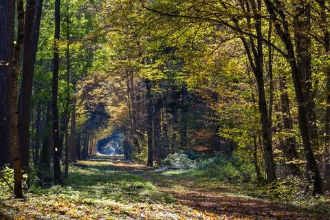 Forest path in autumn sun creating dappled light Stock-Fotos