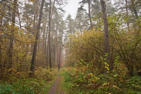 Forest path in autumn through tall pines and maple trees with golden yellow.. Stock Photos