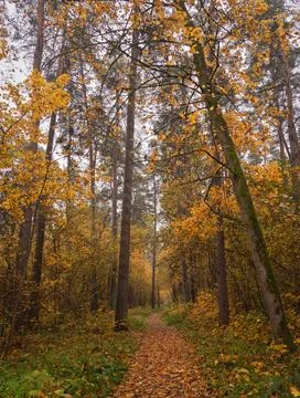 Forest path in autumn through tall pines and maple trees with golden yellow.. Stock Photos