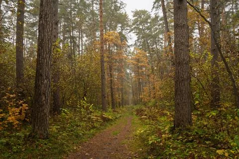 Forest path in autumn through tall pines and maple trees with golden yellow.. Stock Photos
