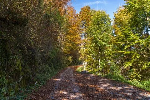Forest Path with Autumn Trees and Fallen Leaves Foto stock