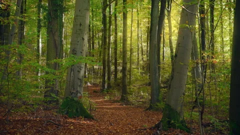 Forest path in autumn wind with falling leaves Stock Footage 344974680