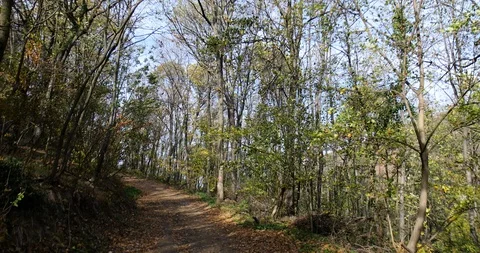A forest path on an autumn windy day Stock Footage 119498055