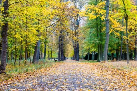Forest Path in Bad Blankenburg Stock Photos