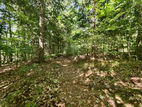 Forest path bathed warm sunlight through dense green canopy serene woodland.. Stock Photos