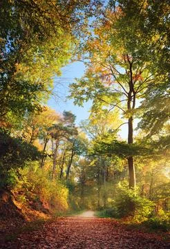 Forest path in beautiful autumn light Stock Photos