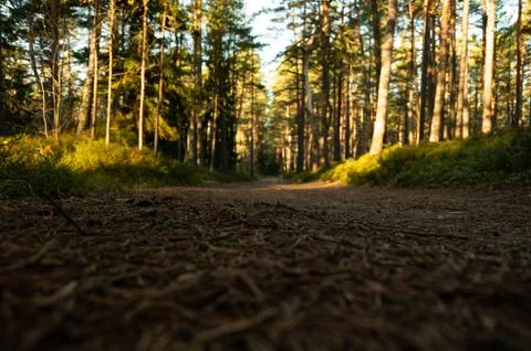 Forest path in a beautiful pine forest Stock Photos
