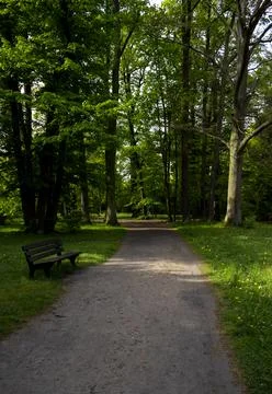 Forest path with bench. Stock Photos