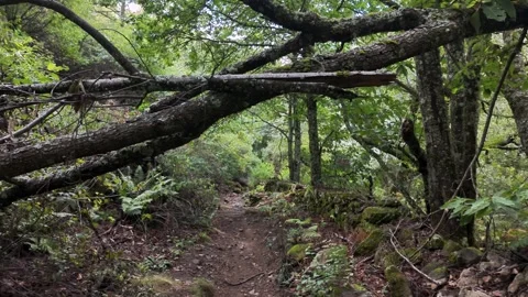 Forest path beneath fallen branches 스톡 동영상 347928056
