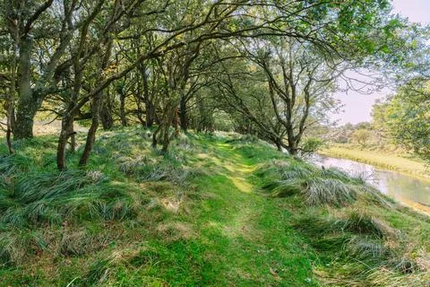 Forest Path Beside Quiet River Under Tree Canopy Stock Photos