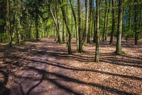 Forest path between Chlopy and Mielenko villages in Poland Stock Photos