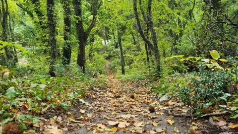 Forest Path Between Green Trees Stock Footage 319887992