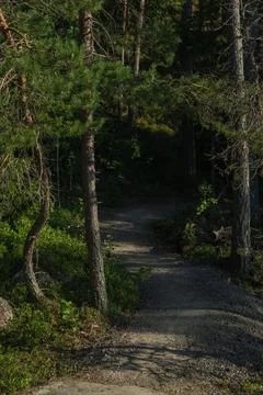 Forest path between rocks. Close-up. high quality photo. Finnish nature Stock Photos