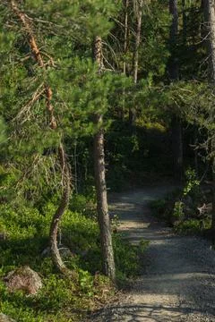Forest path between rocks. Close-up. high quality photo. Finnish nature Stock Photos