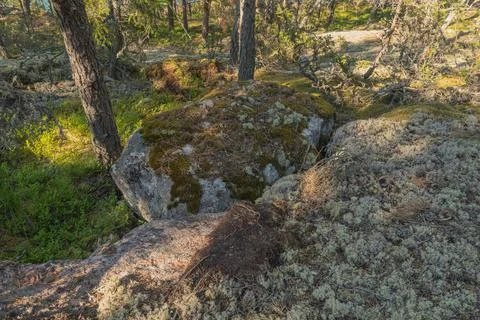 Forest path between rocks. Close-up. high quality photo. Finnish nature Stock Photos