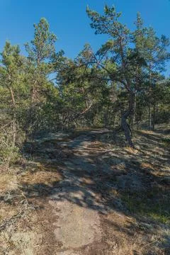 Forest path between rocks. Close-up. high quality photo. Finnish nature Stock Photos